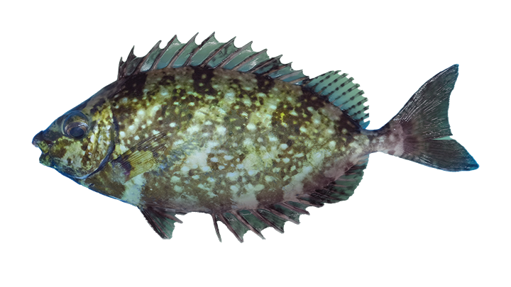 White-Spotted Spinefoot